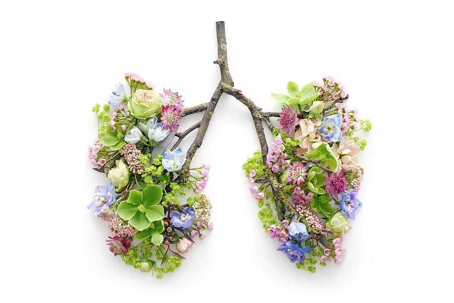 Spring Flowers Representing Human Lungs Photograph by Science Photo Library