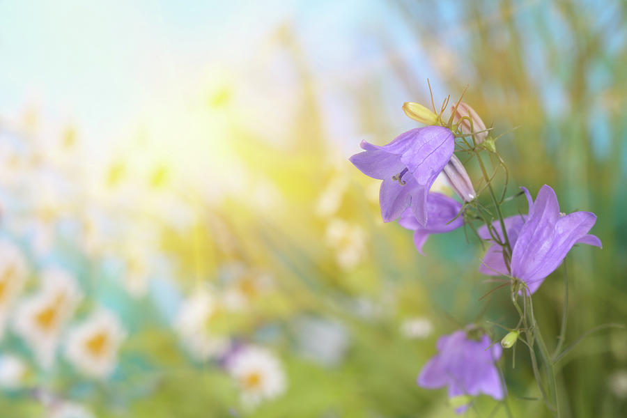 Spring Flowers Sunlit Photograph by Pobytov