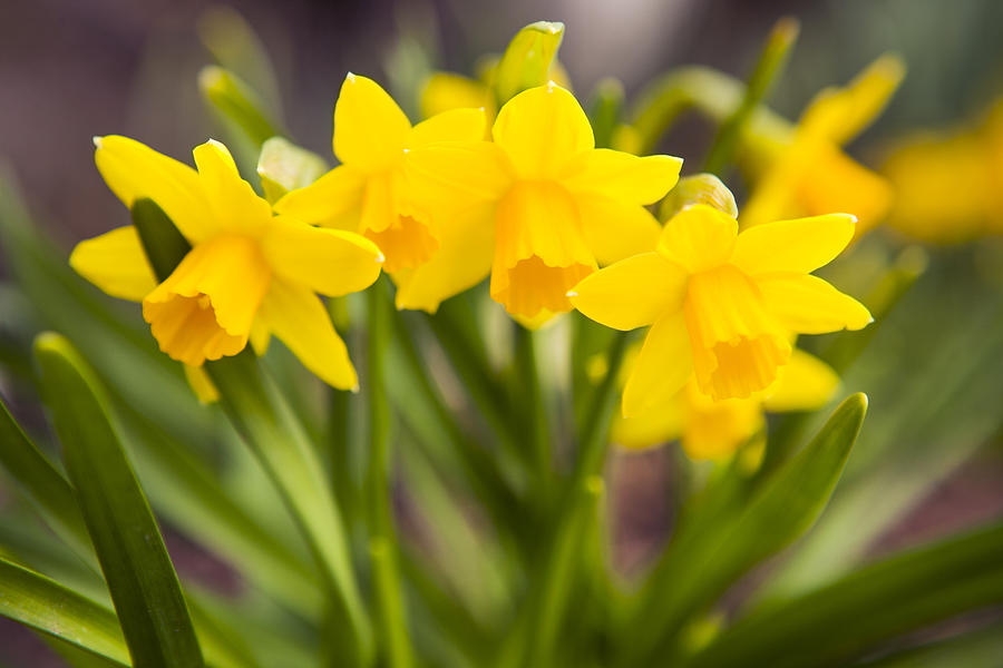 Spring Flowers: Yellow Daffodils Photograph by Renphoto