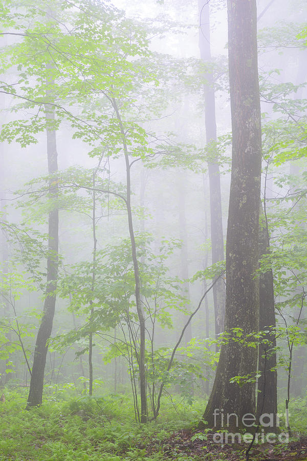Spring Photograph - Spring Fog Forest by Thomas R Fletcher