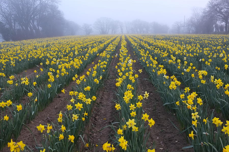 Spring Fog, Jersey Photograph by Alan lagadu