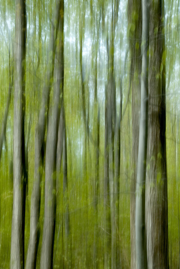 Spring forest abstract Photograph by Rob Huntley