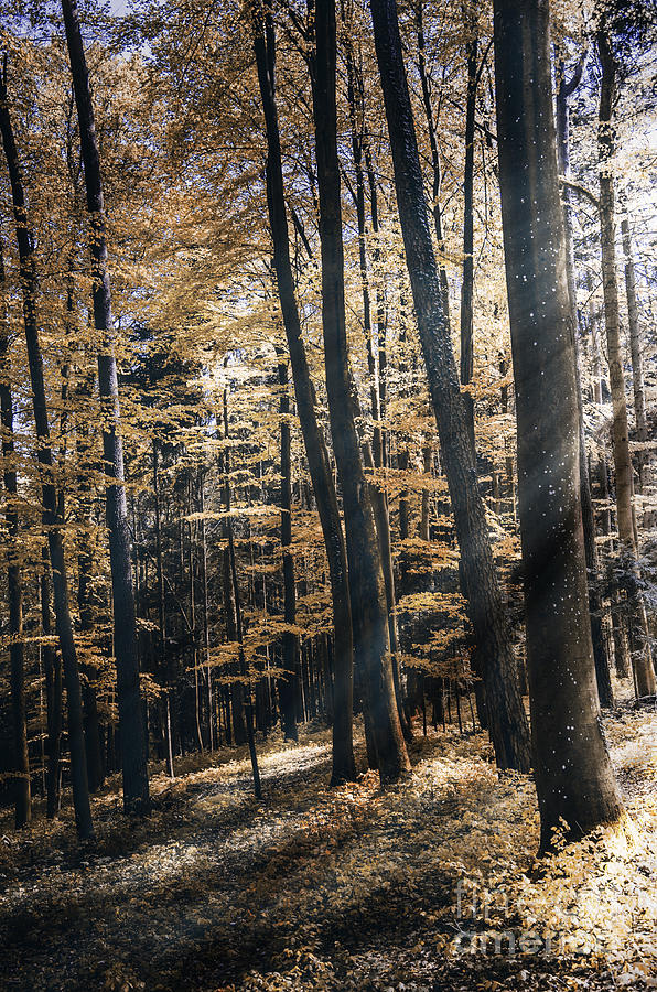 Spring Photograph - Spring Forest by Bruno Santoro