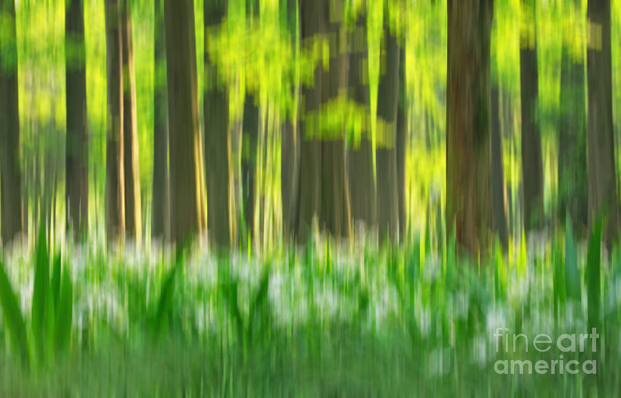 Spring Forest Impression Photograph by Charline Xia