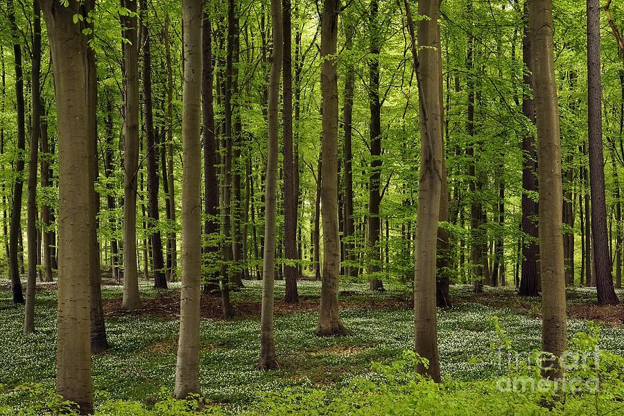 Tree Photograph - Spring Forest by Inge Riis McDonald
