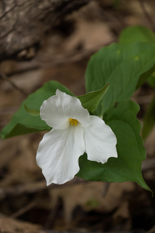 Spring Forest Walk Treasures - White Trillium Flower Photograph by Georgia Mizuleva