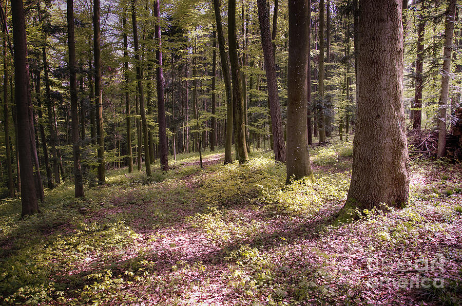 Spring Photograph - Spring Forest2 by Bruno Santoro