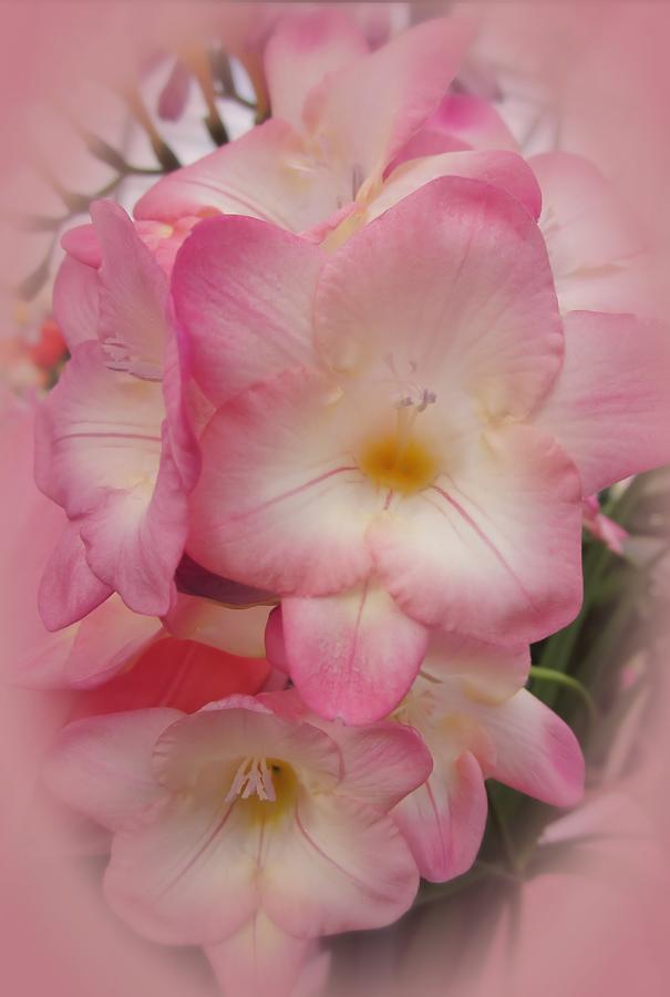 Spring Freesia Photograph by MTBobbins Photography