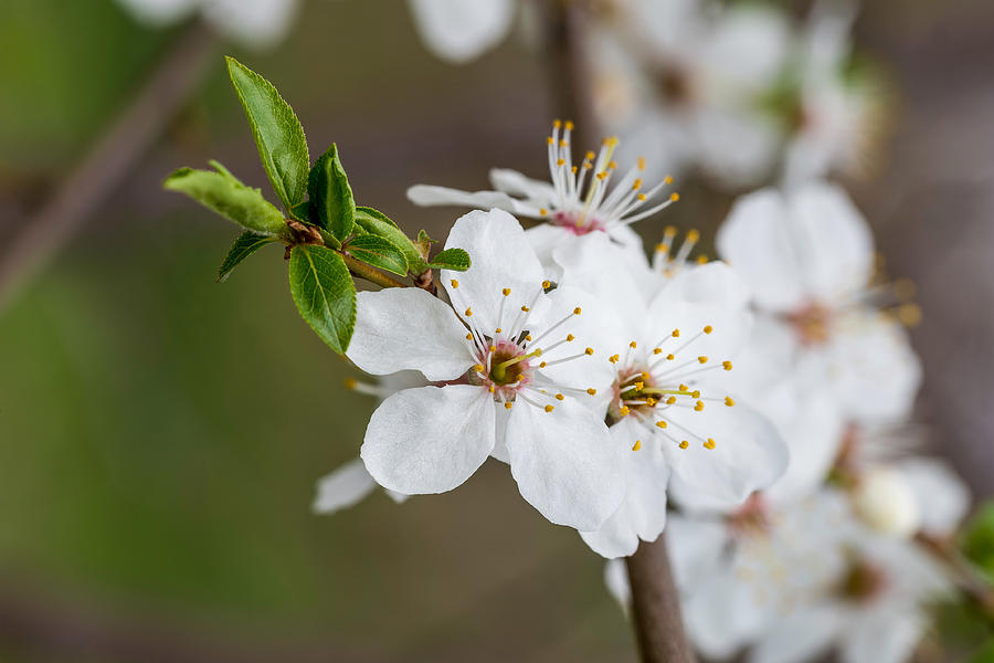 Spring Fruit Flower Photograph by Alain De Maximy