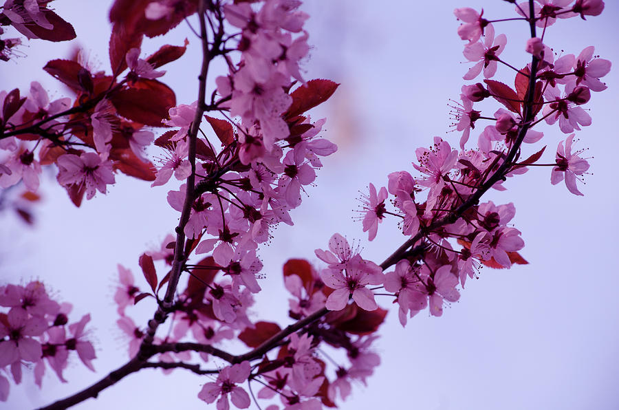 Spring Fruit Tree Blossoms Photograph by Tikvahs Hope