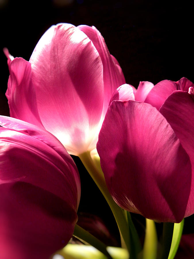 Flower Photograph - Spring Fuchsia Tulips  by Julie Palencia