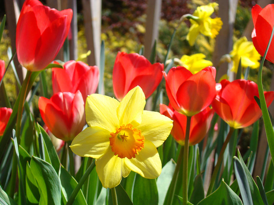 red daffodil