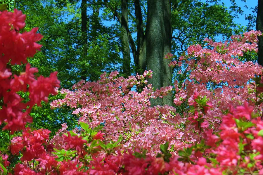 Spring Garden Color Photograph by Jeanette Oberholtzer