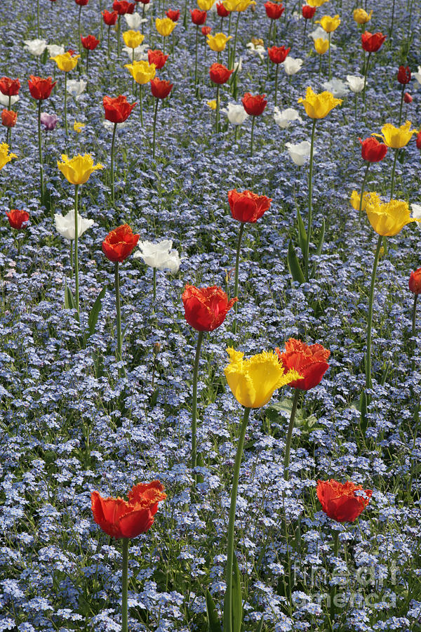 Spring Photograph - Spring  Garden  by Paul Felix