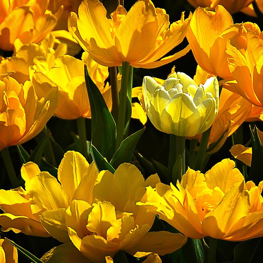 Spring Garden Tulips Photograph by Marion McCristall