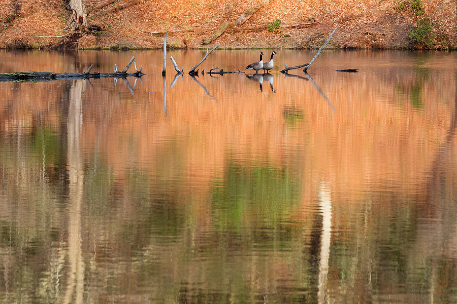 Geese Photograph - Spring Geese by Bill Wakeley