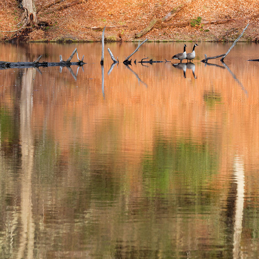 Geese Photograph - Spring Geese Square by Bill Wakeley