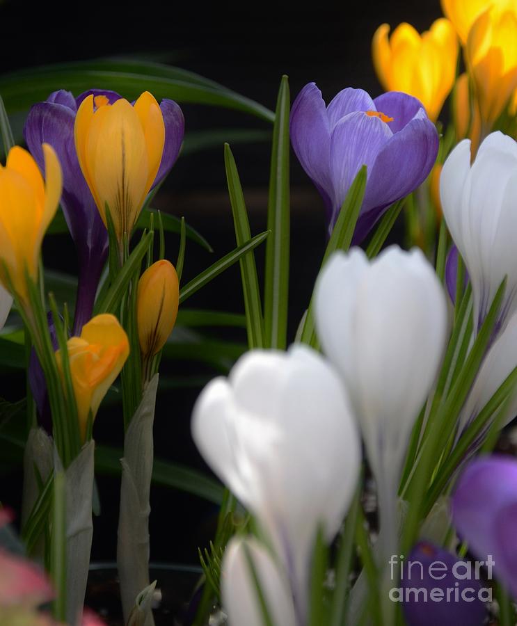 Flower Photograph - Spring Glow by Kathleen Struckle