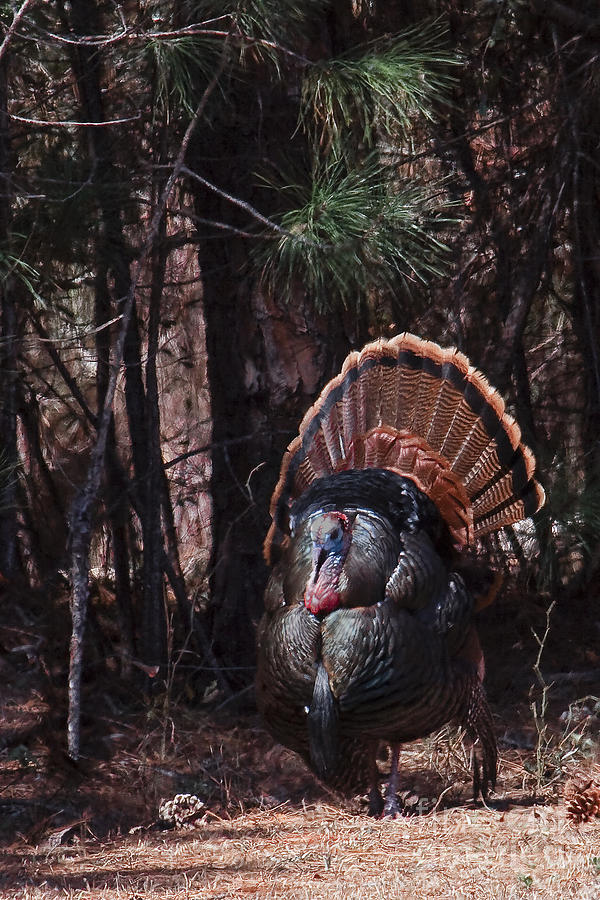 Spring Gobbler Photograph by Ronald Lutz