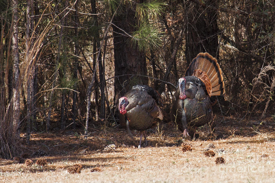 Spring Gobblers Photograph by Ronald Lutz