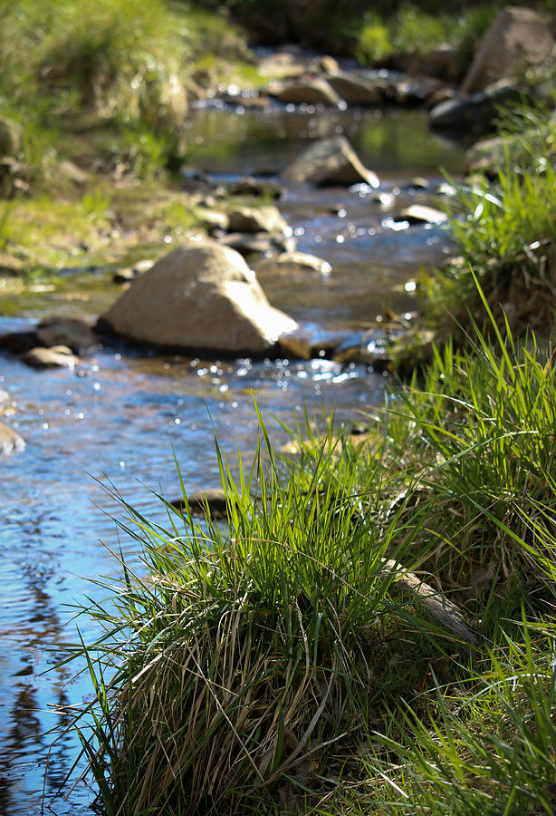 Spring Grasses at the Stream Photograph by Aaron Burrows