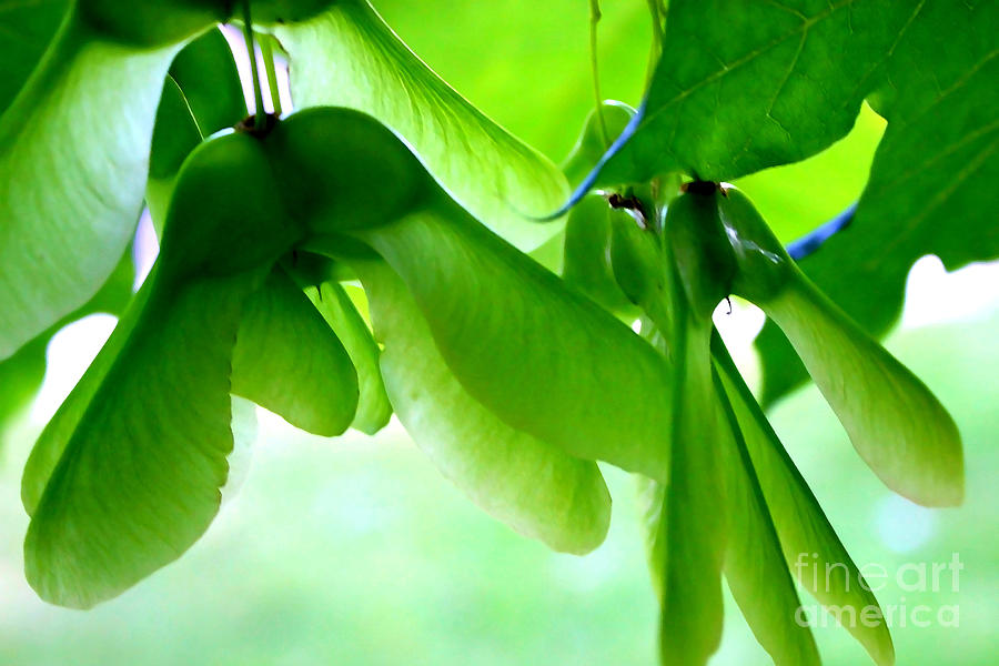 Spring Green Maple Seeds - Digital Art Photograph by Carol Groenen