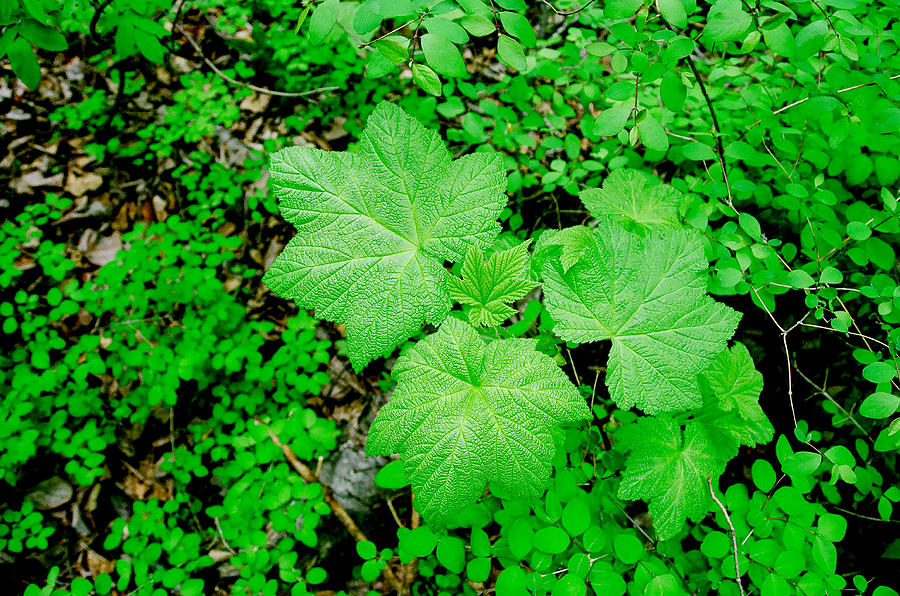 Spring Green Photograph by Roxy Hurtubise