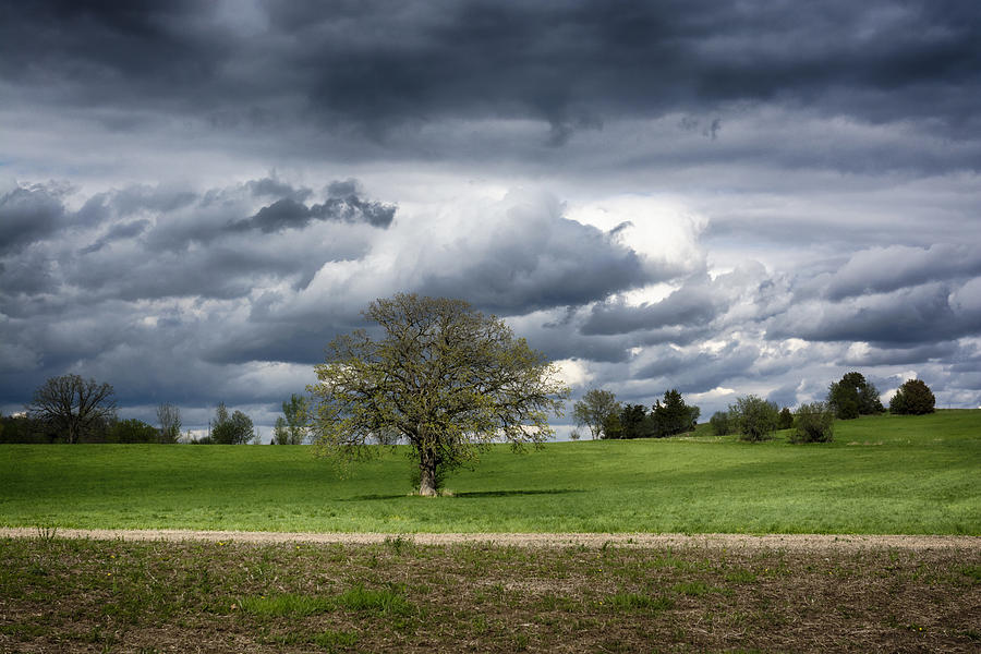 Spring Greens Photograph by Dan Hefle Spring Greens Photograph by Dan Hefle