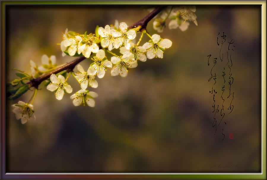 Spring Haiga poem with Plum blossoms Photograph by Peter V Quenter