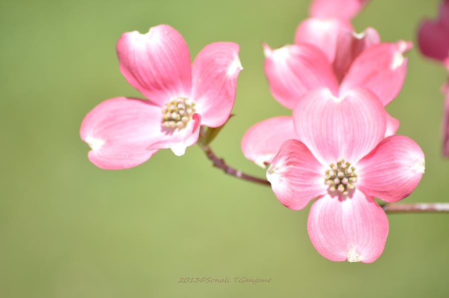 Dogwood Flower Photograph - Spring Harbinger by Sonali Gangane