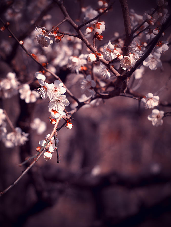 Spring Has Come Photograph by Yuka Kato