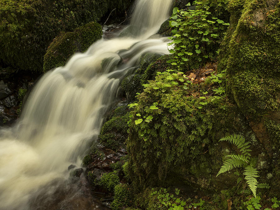 Spring has come to the forest Photograph by Peter Samuelsson | Fine Art ...