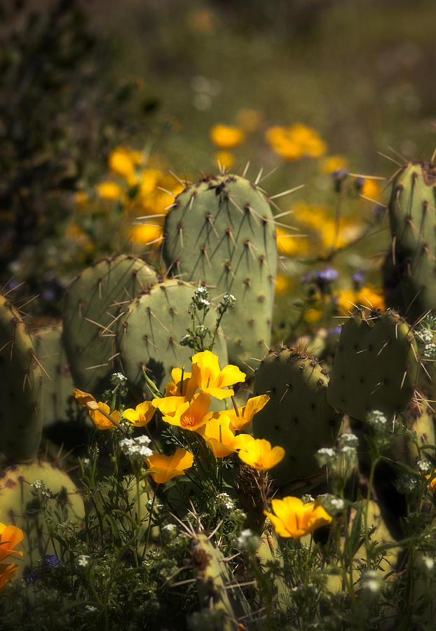 Spring Has Sprung in the Desert  Photograph by Saija Lehtonen
