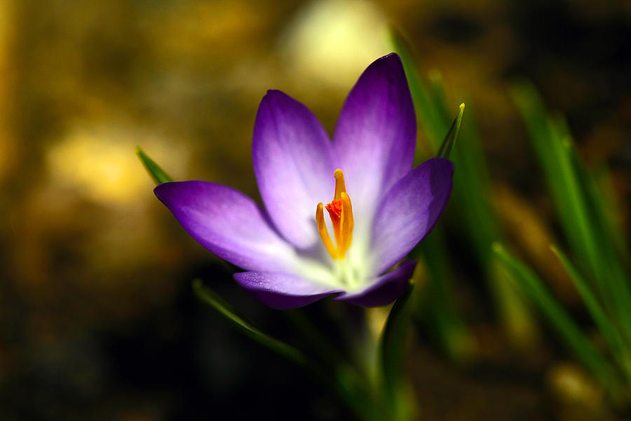 Flower Photograph - Spring Has Sprung by Karol Livote