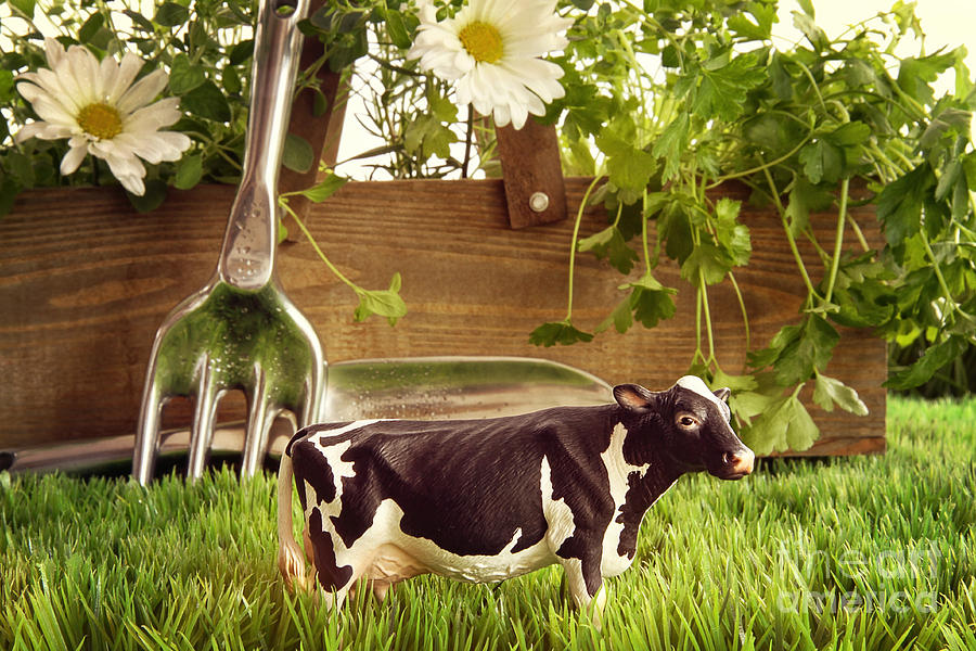 Abstract Photograph - Spring herbs and flowers in the grass with toy cow by Sandra Cunningham