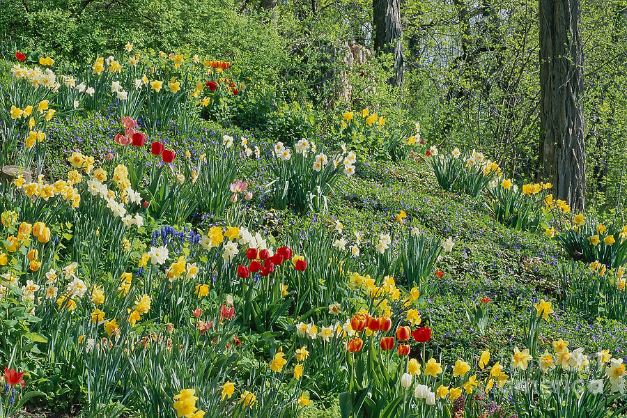 Spring Hillside Garden Photograph by Alan L Graham
