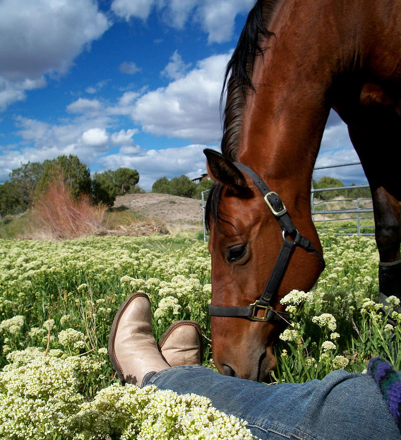 Spring Photograph - Spring Horse by Kasie Morgan