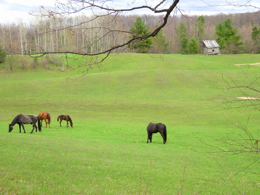 Spring Horse Pasture Photograph by Kathleen Luther