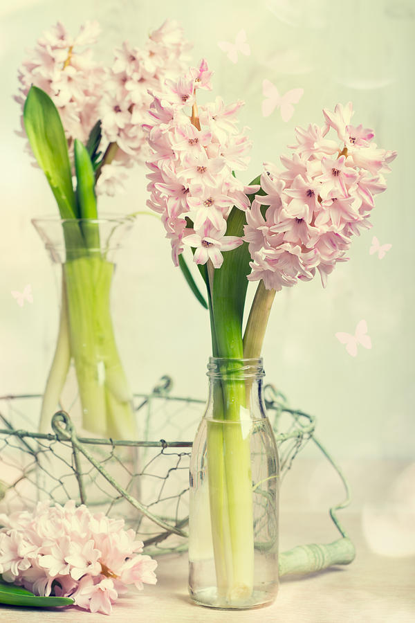 Flower Photograph - Spring Hyacinths by Amanda Elwell
