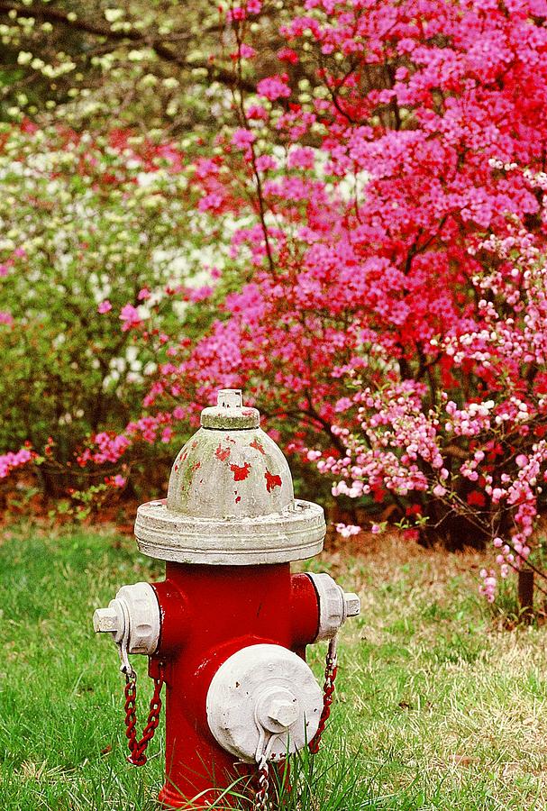 Spring Hydrant Photograph by Rodney Lee Williams