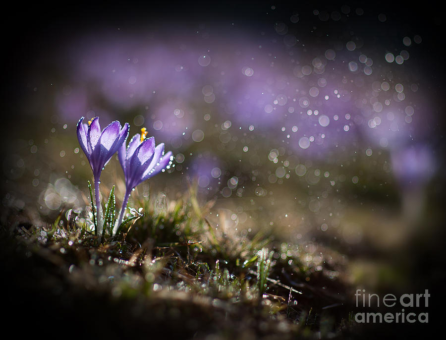 Spring impression I Photograph by Jaroslaw Blaminsky