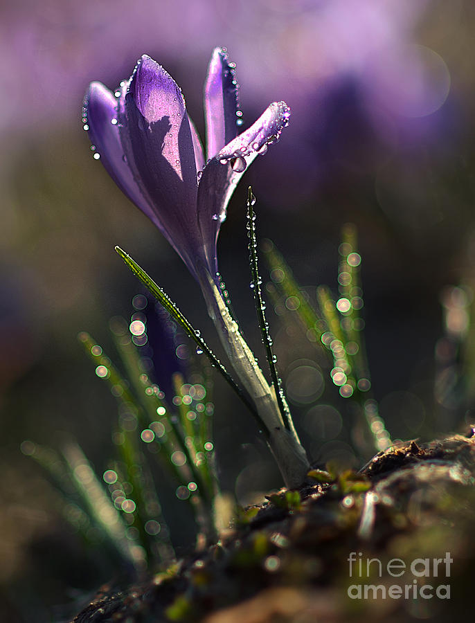 Spring Impression II Photograph by Jaroslaw Blaminsky