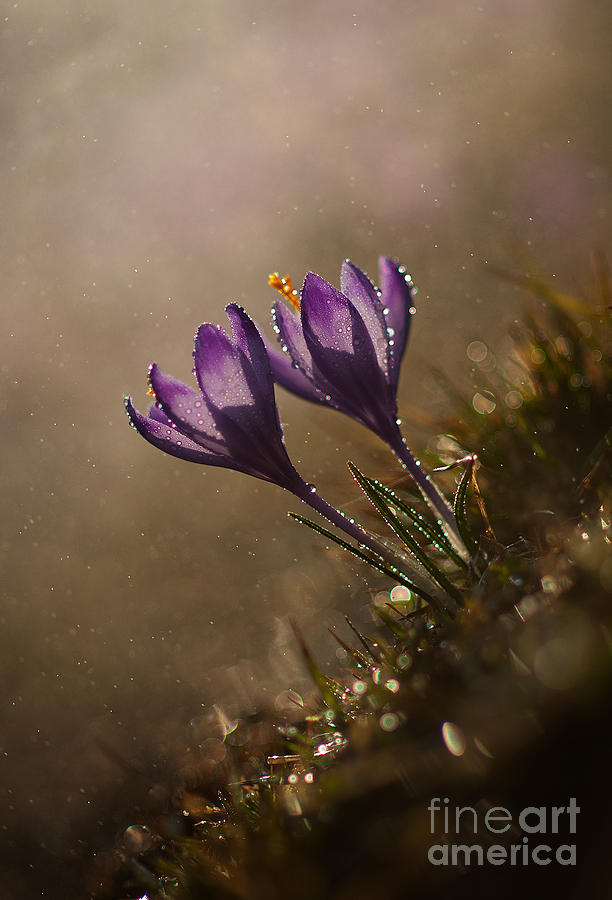 Spring impression III Photograph by Jaroslaw Blaminsky