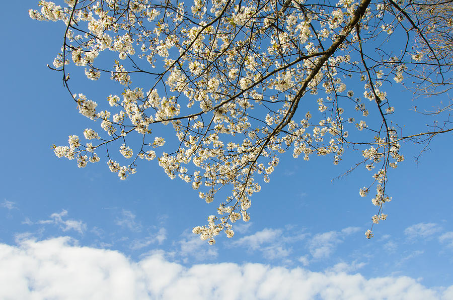 Spring impression - white blossoms and light blue sky Photograph by Matthias Hauser