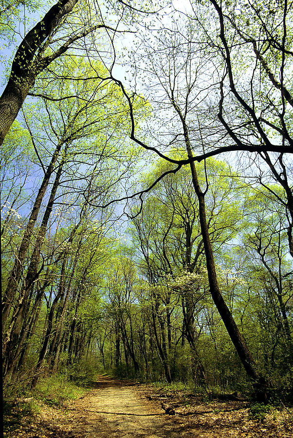 Spring in a Pennsylvania Forest Photograph by A Macarthur Gurmankin