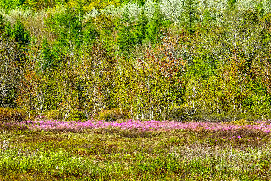 Spring in Acadias Great Meadow Photograph by Susan Cole Kelly