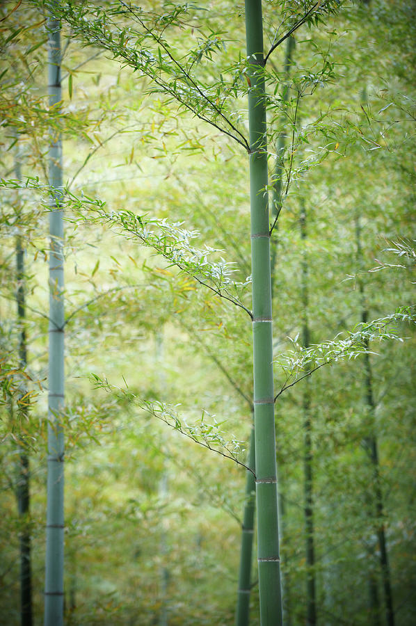Spring In Bamboo Forest Photograph by Sandsun