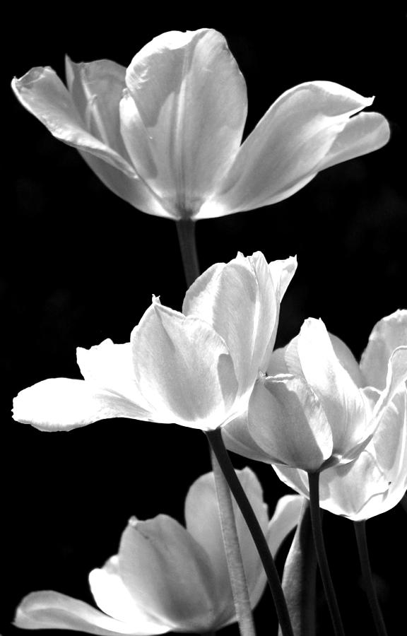Tulip Photograph - Spring In Black And White by Angela Davies
