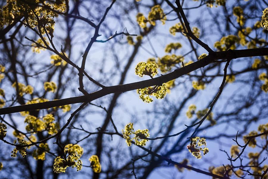 Spring in Boston II Photograph by Robert Davis