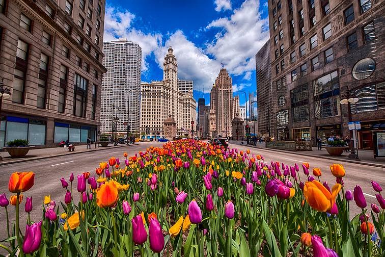 Spring in Chicago Photograph by Lori Strock